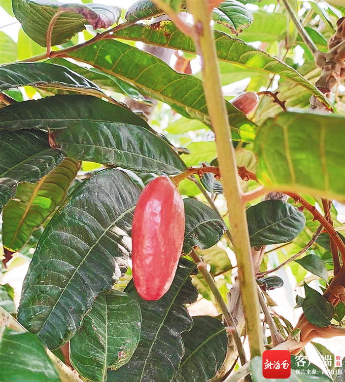 非洲梅。记者 刘杰 摄