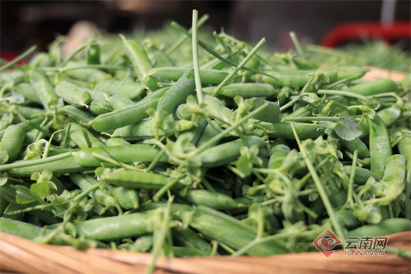 嵩明县核桃村：日子甜过“脆豌豆”