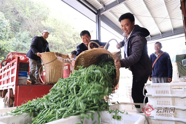 嵩明县核桃村：日子甜过“脆豌豆”