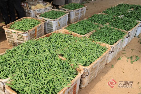 嵩明县核桃村：日子甜过“脆豌豆”