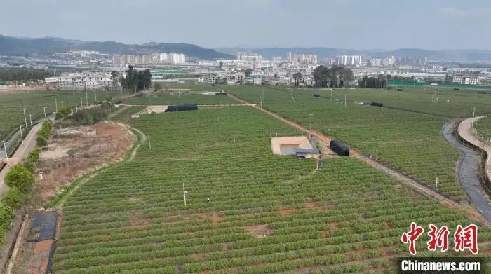 （图源：中国新闻网）