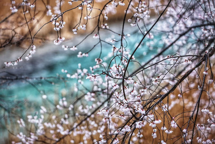 九寨沟景区野桃花迎来盛放期。（梁枫摄）