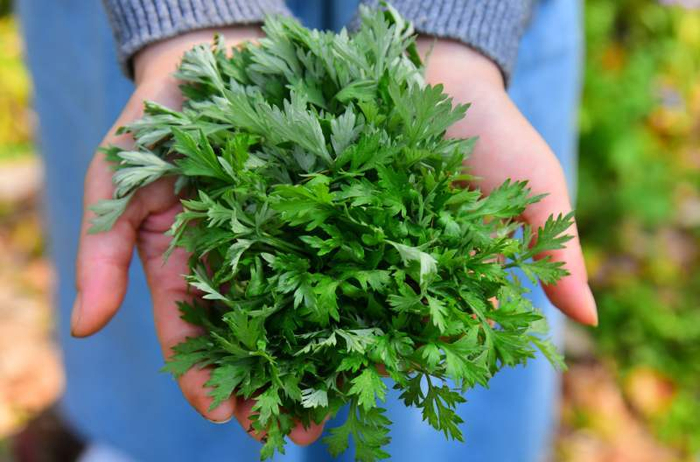 艾草图片来自IC Photo