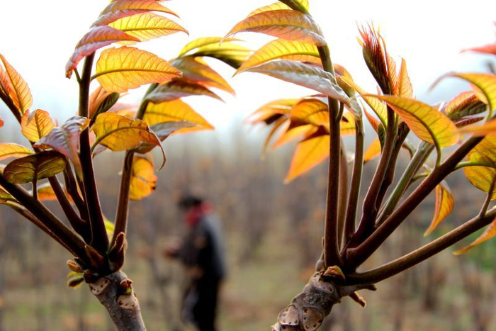 红芽香椿图片来自IC Photo
