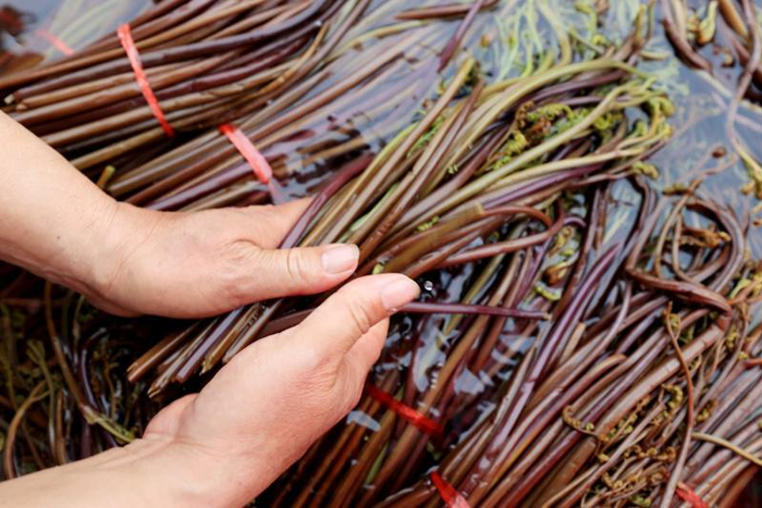 蕨菜图片来自IC Photo