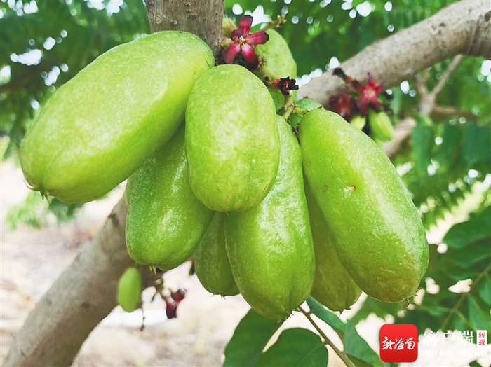 木胡瓜。记者 刘杰 摄