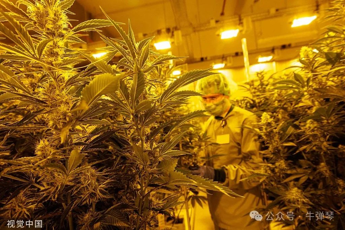 当地时间2022年11月28日，德国，一名员工在德梅肯制药公司医用大麻生产基地的温室里收获大麻。（图源：视觉中国）