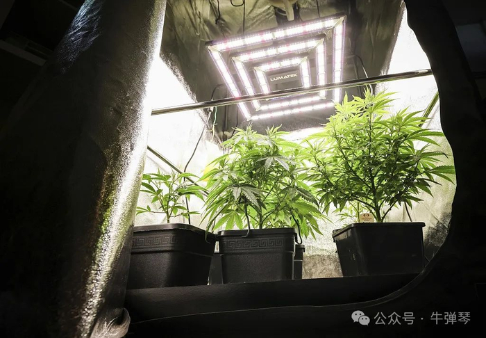 当地时间2024年2月22日，德国汉堡，种植篷中的大麻植物。（图源：视觉中国）