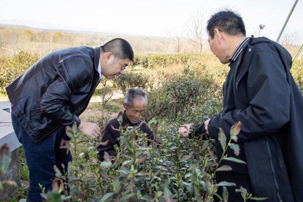 茶园采摘现场