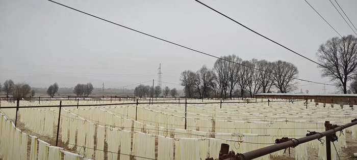 图为定西宽粉晾晒场景。 李天明 摄