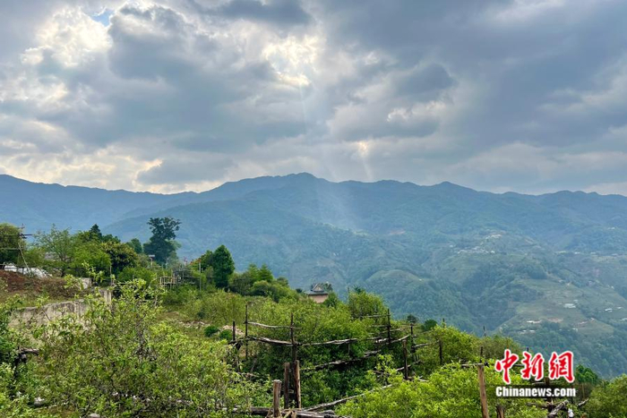 云南临沧双江县冰岛村，茶山绵延起伏。中新网 张钰惠 摄