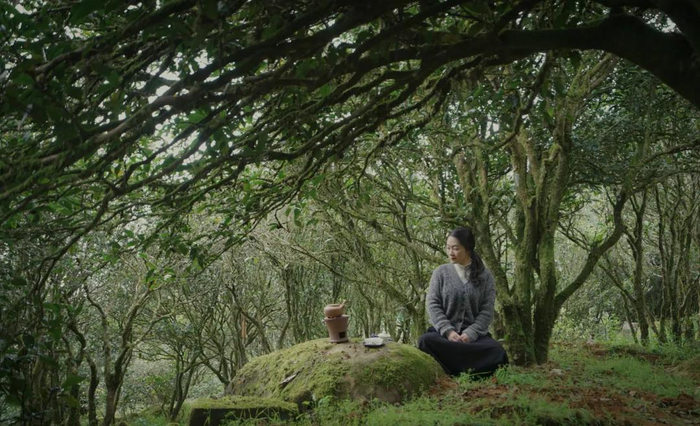 ▲茶主文佩婷在她家古茶园泡茶