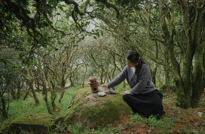 ▲佩婷在古茶园里泡茶，“虽然小时候在这些茶园中长大，今天依旧觉得它们有一种神奇的魅力。”