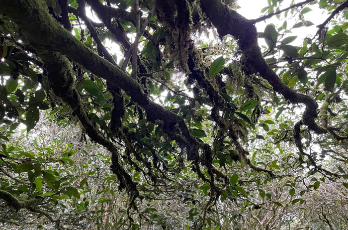 ▲生态好，树龄长 ，自然生长，很少人工干预，所以树枝树干挂满苔藓。