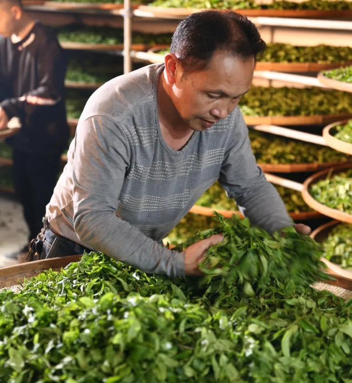 ▲文锡誉在制茶。