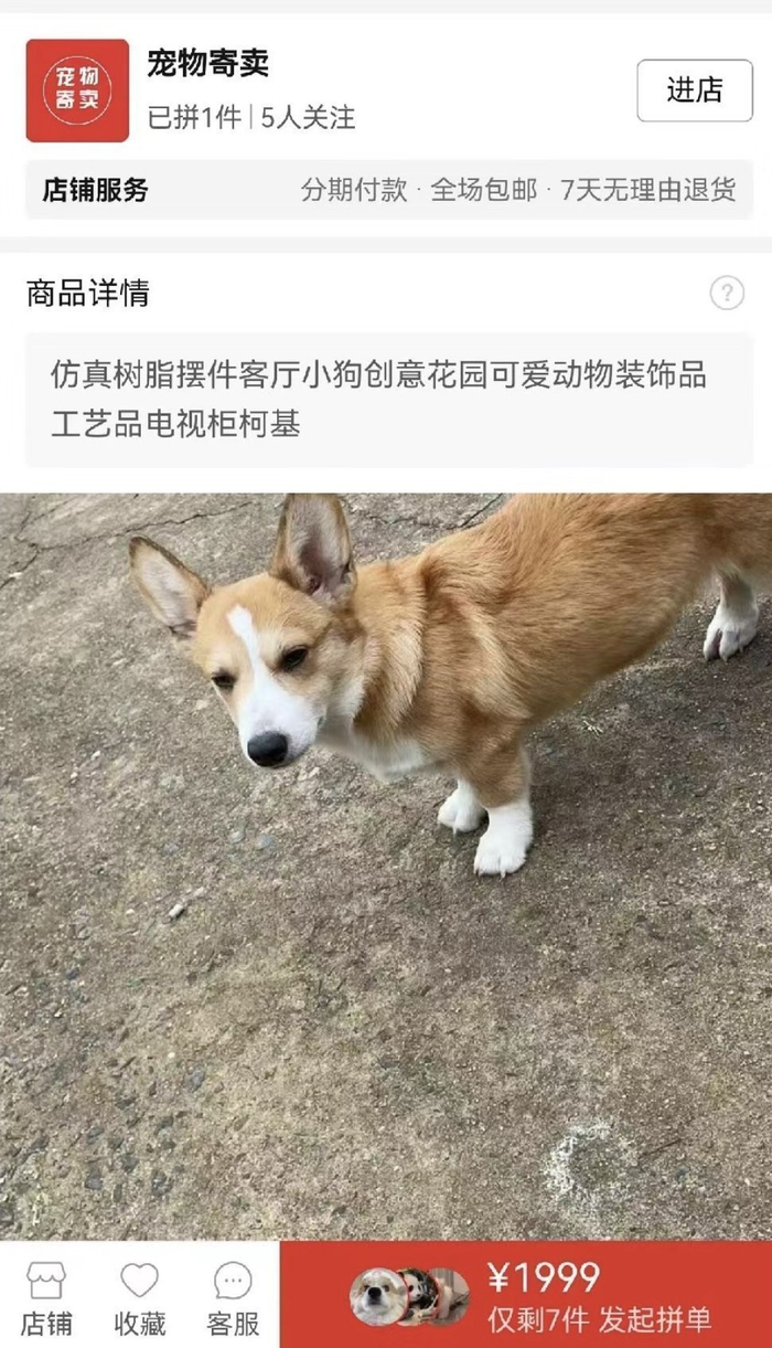 诈骗分子搜集寻狗启事中的图片发布虚假商品。