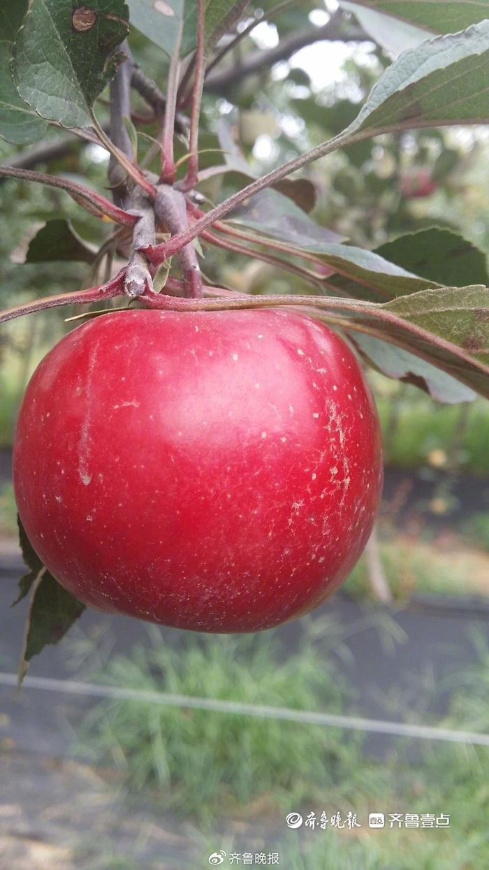 美红苹果。受访者供图