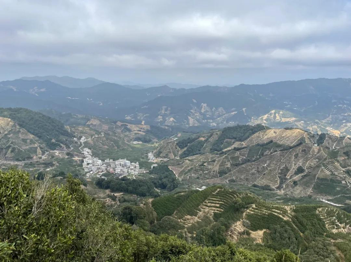 ▲文佩婷家茶园俯瞰。