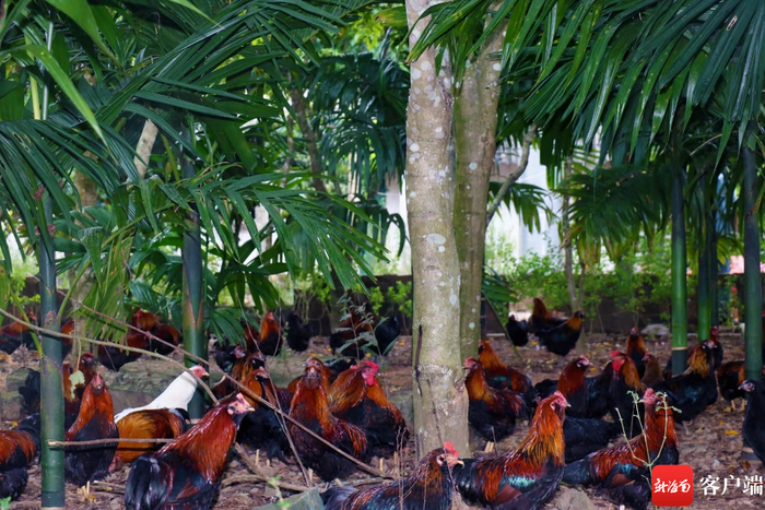 儋州鸡。受访者供图