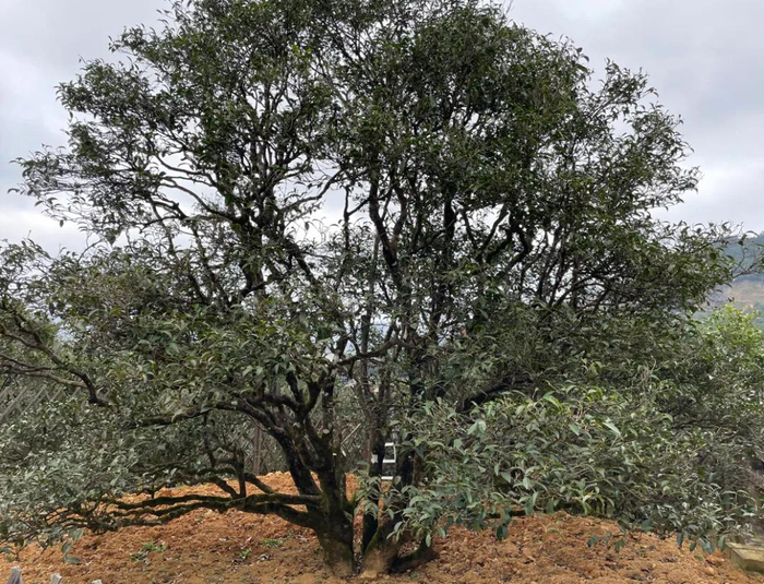 ▲在山上，百年的古茶树很多，路过的这棵树，是600多年的大庵宋种。