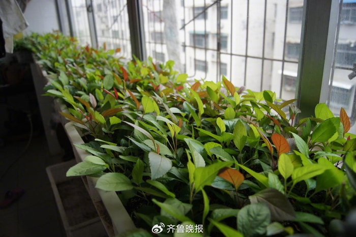 2011年，在陈学森家阳台的红肉苹果杂种实生苗。受访者供图