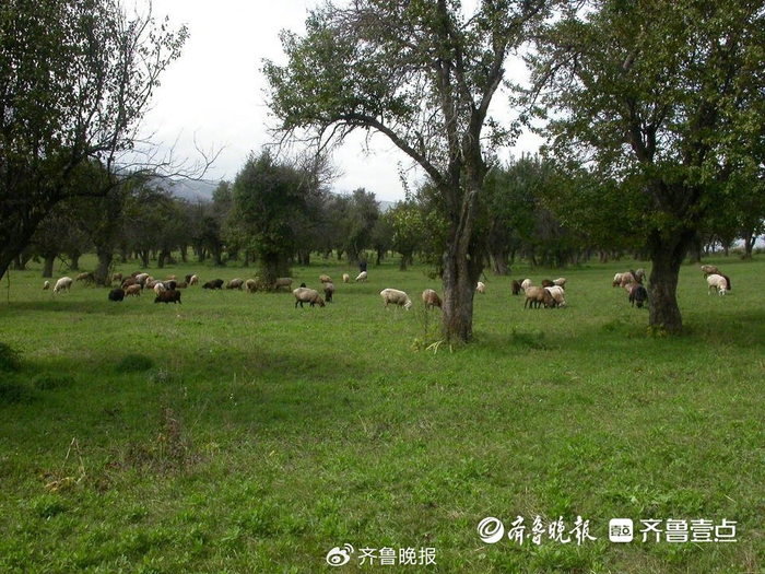 2005年8月的新疆野果林。受访者供图