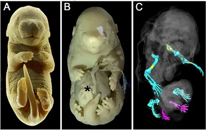 6条腿的小鼠胚胎，科学家培育出来了！