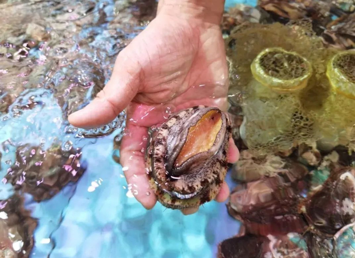 鲍鱼。林日清 摄