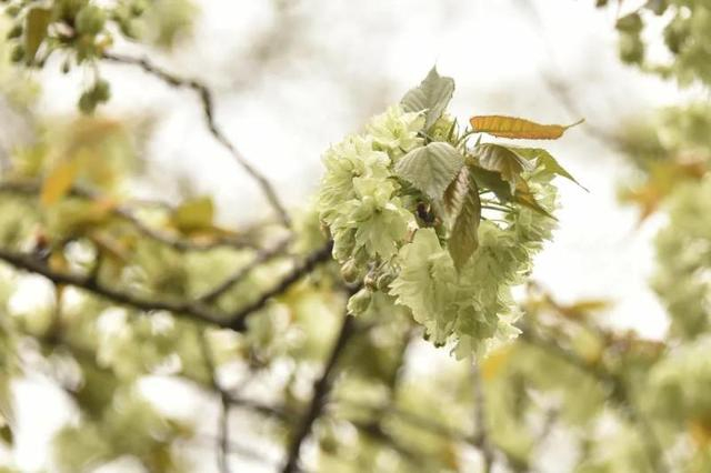 御衣黄。 图片来源：共青森林公园