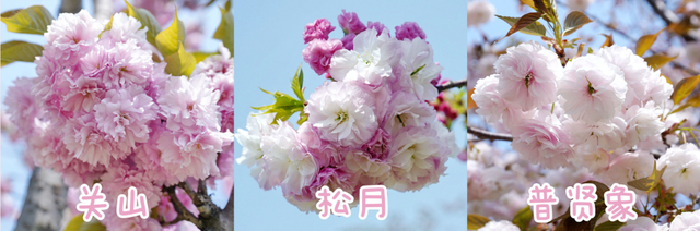 晚樱“三巨头”。 图片来源：辰山植物园