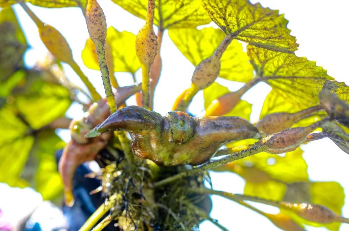 菱角。陈锴进 摄