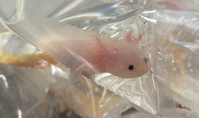 蝾螈 图源：受访者