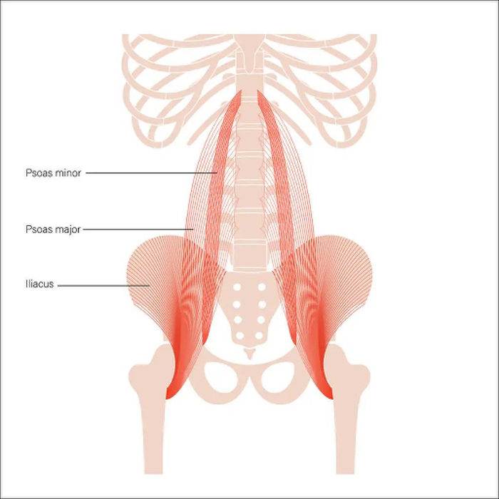 腰部肌肉|图源：视觉中国