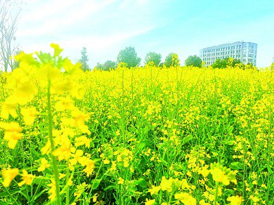 图为浙江绍兴越城区东湖街道田园油菜花一角。朱敏捷摄/光明图片