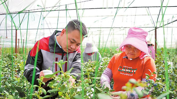 顺丰上门服务蓝莓寄递