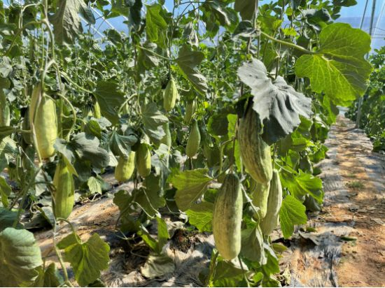 ▲3月中旬，头茬羊角蜜即将上市 树森▕摄