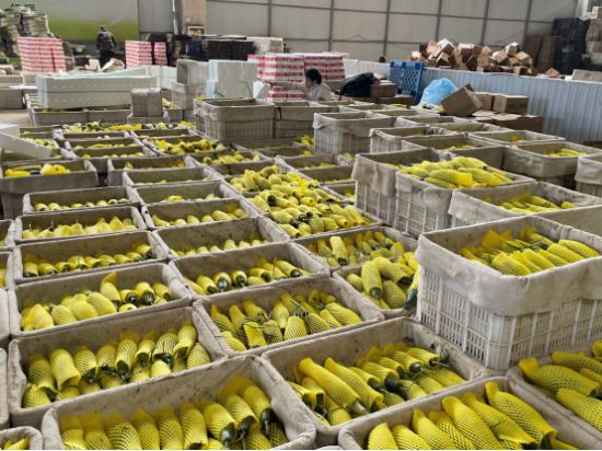 ▲ 张胜杰店铺的羊角蜜正在分拣 树森▕摄