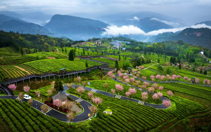 马边茶叶现代农业园区春景。何为 摄