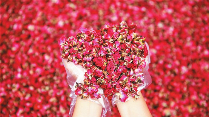 玫瑰的花语是爱情、友谊、美好……2024三亚玫瑰文化节将展现“美美与共 世界大同”的开放格局。 三亚日报记者 刘琪成 摄