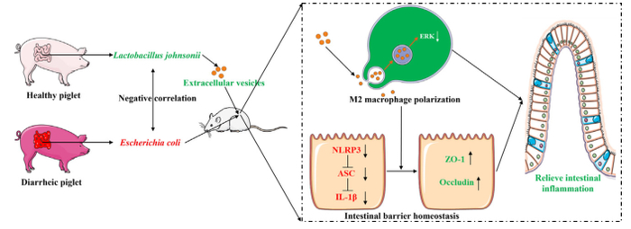 来自约氏乳杆菌的细胞外囊泡通过增强M2巨噬细胞极化来促进肠道屏障稳态