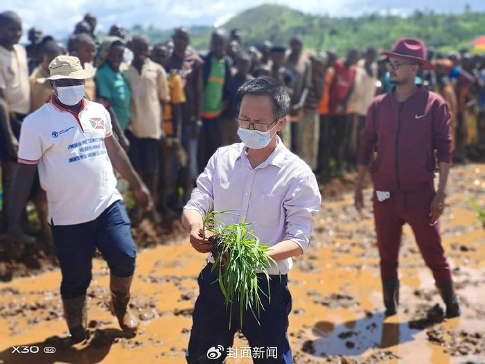 杨华德传授插秧技术（受访者供图）