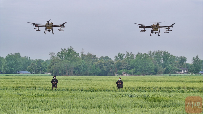 2024年4月8日，成都市大邑县宸希农机专业合作社的工作人员利用植保无人机对万亩小麦进行飞防作业。