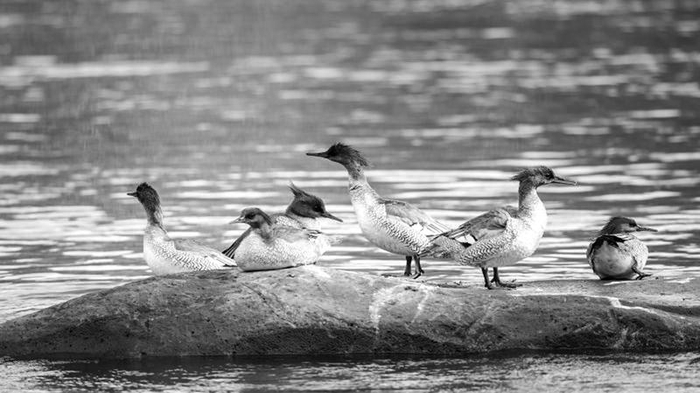 中华秋沙鸭。（资料图片）