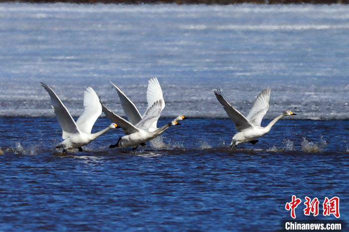 白天鹅在双鸭山市宝清县金沙河水库里嬉戏。马淑芬 摄