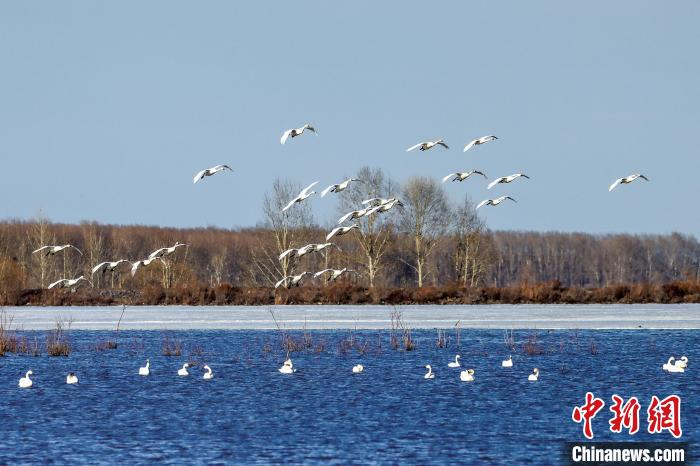 白天鹅在双鸭山市宝清县金沙河水库里觅食。王凤玲 摄