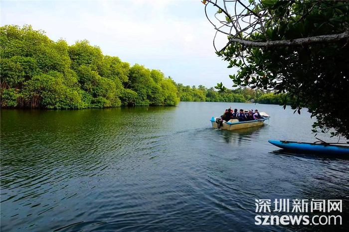坐游艇穿梭其中，有种亚马逊雨林的即视感。李仁奇 摄