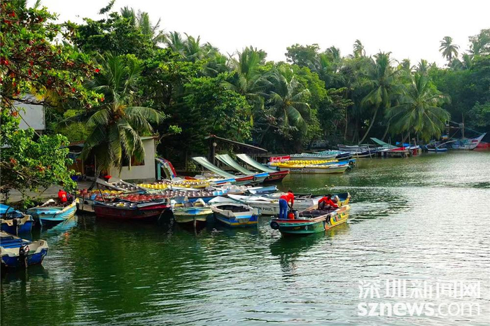 马渡河红树林位于本托塔与加勒之间，实际上是湖，湖中散落着红树林和大大小小的岛屿。李仁奇 摄