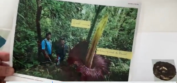 ▲尸体花的花朵非常巨大