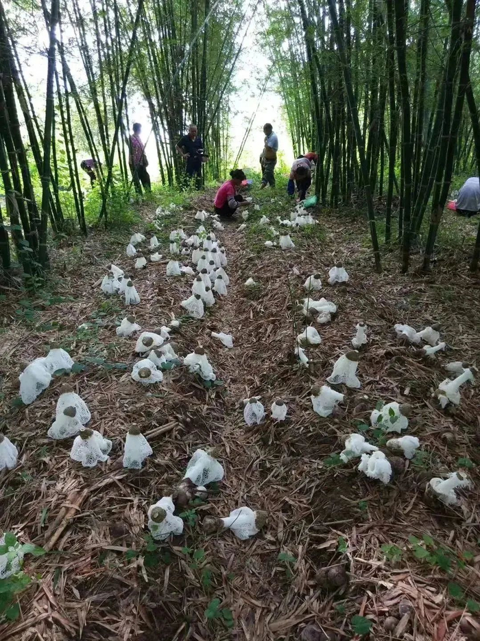 △竹荪种植基地。图源 封开发布