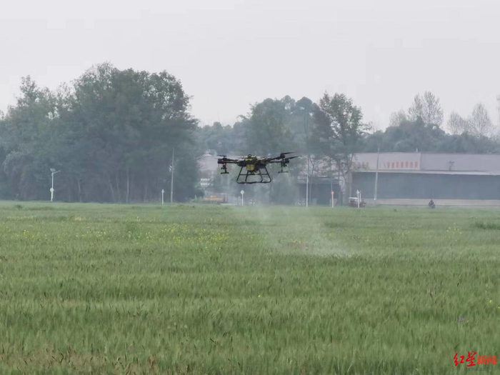 ▲无人机正在田间作业